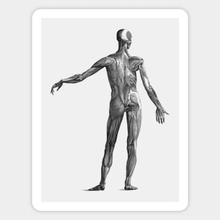 Human Muscular System - Vintage Anatomy Magnet